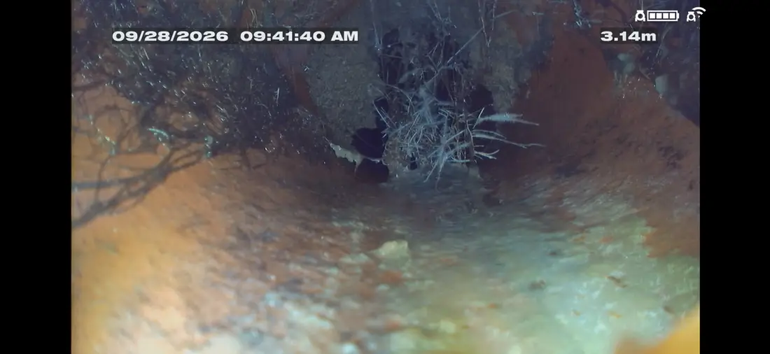 Drain camera view showing root intrusion inside a pipe